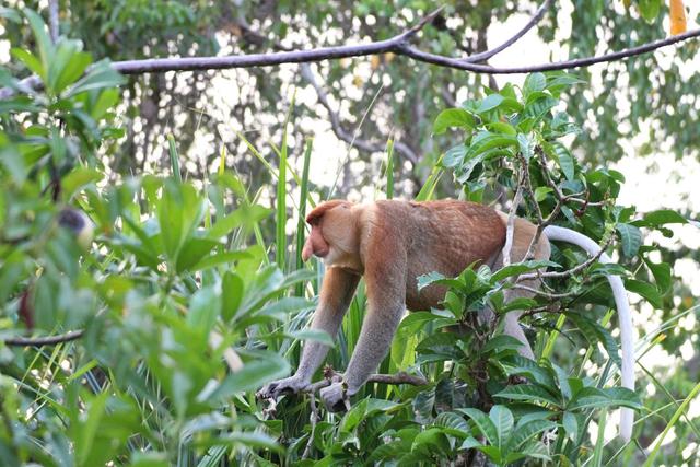 Photo of Only in Borneo Tours Sdn Bhd - Kota Kinabalu, Sabah, Malaysia