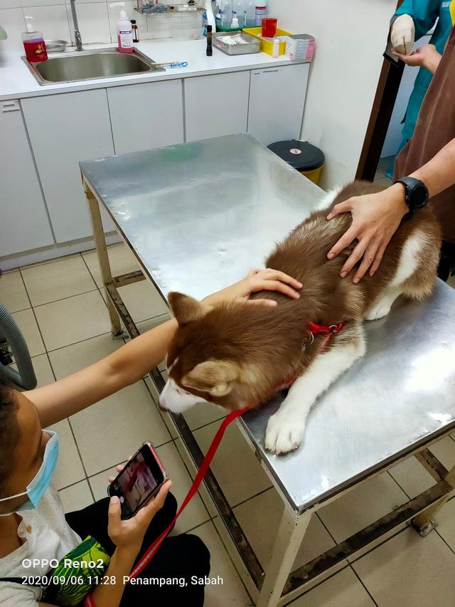 Photo of Companion Animal Clinic - Kota Kinabalu, Sabah, Malaysia