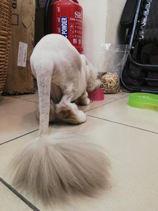 Photo of JJ Pet Shop (University Apartment) - Kota Kinabalu, Sabah, Malaysia