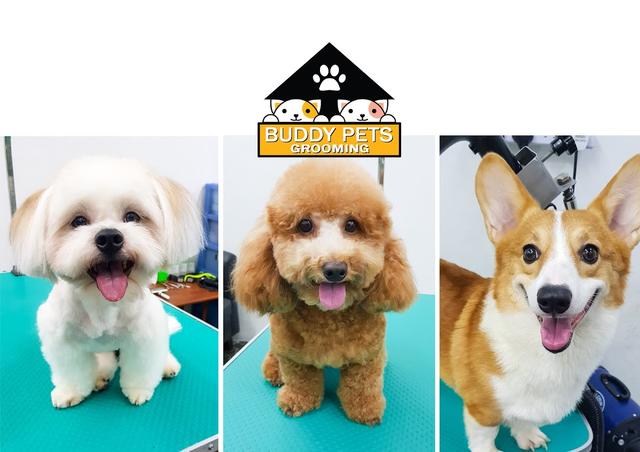Photo of Buddy Pets Grooming - Kota Kinabalu, Sabah, Malaysia