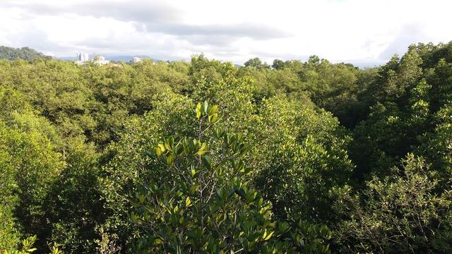 Photo of Wild Borneo - Kota Kinabalu, Sabah, Malaysia