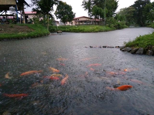 Photo of Bombon Kg. Marakau (Fish Spa) - Kota Kinabalu, Sabah, Malaysia