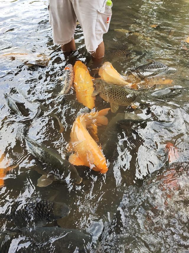 Photo of Bombon Kg. Marakau (Fish Spa) - Kota Kinabalu, Sabah, Malaysia