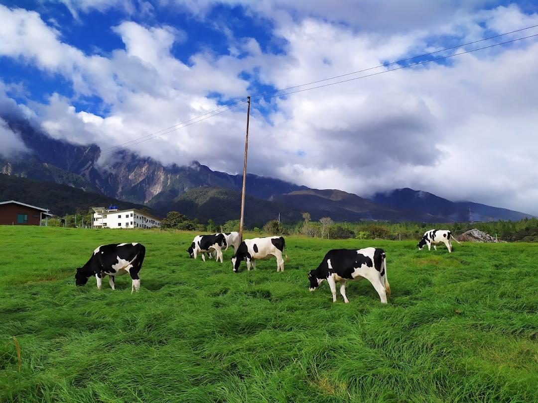 Photo of Ladang Tenusu Desa Cattle - Kundasang, Sabah, Malaysia