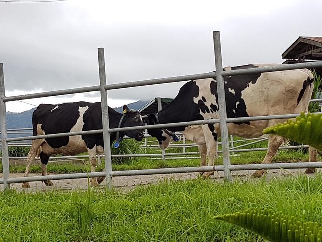 Photo of Ladang Tenusu Desa Cattle - Kundasang, Sabah, Malaysia