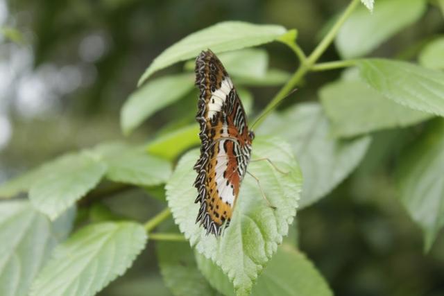 Photo of Kipandi Park - Kota Kinabalu, Sabah, Malaysia