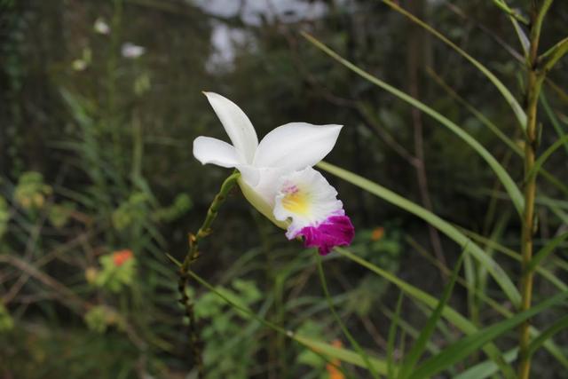 Photo of Kipandi Park - Kota Kinabalu, Sabah, Malaysia