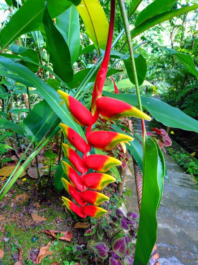 Photo of Kipandi Park - Kota Kinabalu, Sabah, Malaysia