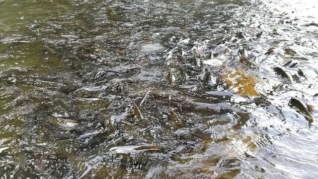 Photo of Tagal Dolungan Sumbiling Kimanis, Kampung Kinolosodon, Fish Spa. - Papar, Sabah, Malaysia