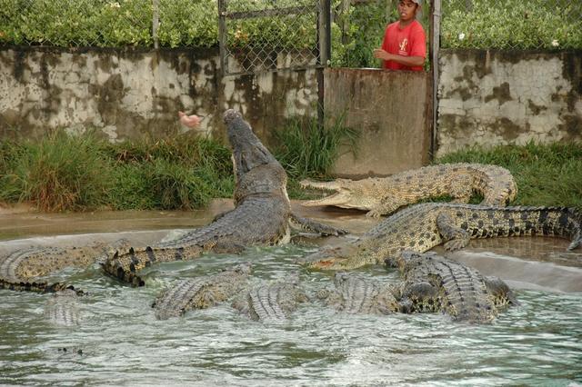 Photo of Tuaran Crocodile Farm - Tuaran, Sabah, Malaysia