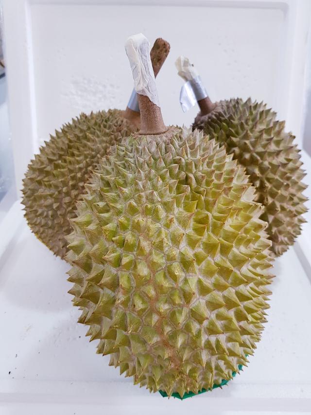 Photo of Musang King KK - Kota Kinabalu, Sabah, Malaysia