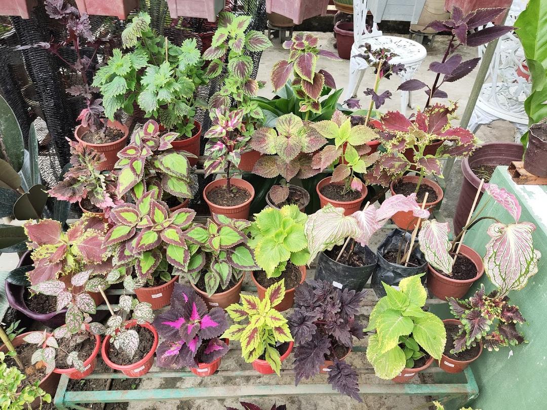 Photo of English Cottage Garden - Kota Kinabalu, Sabah, Malaysia