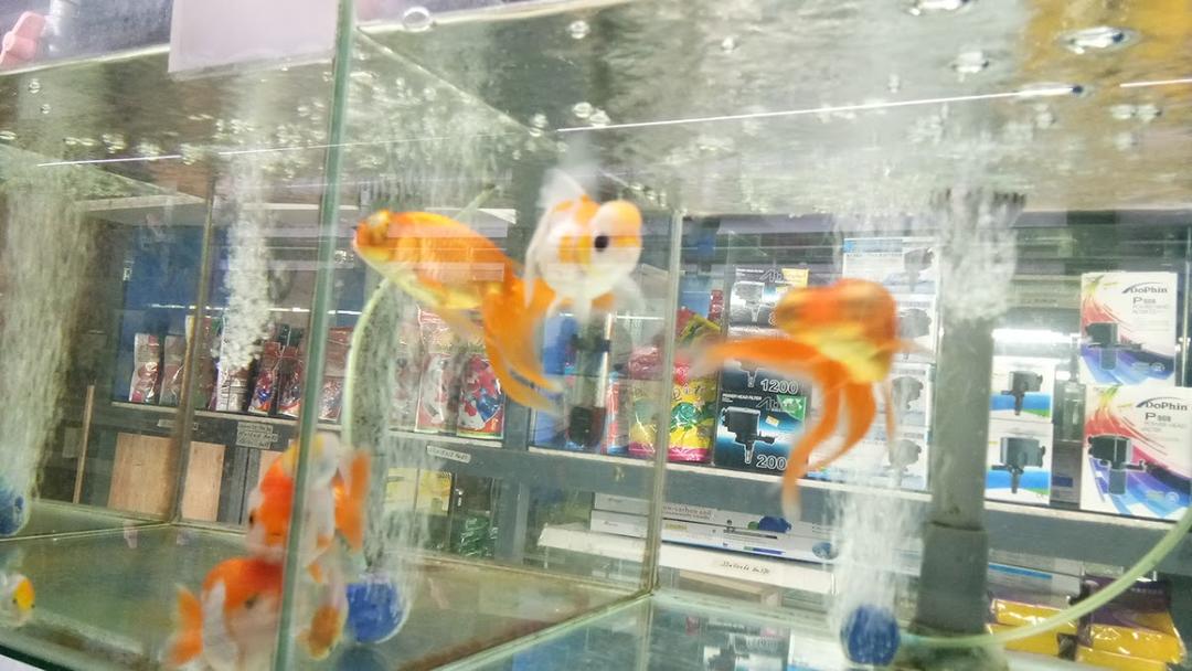 Photo of Kim Fung Aquarium - Sandakan, Sabah, Malaysia
