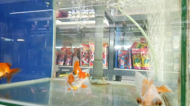 Photo of Kim Fung Aquarium - Sandakan, Sabah, Malaysia