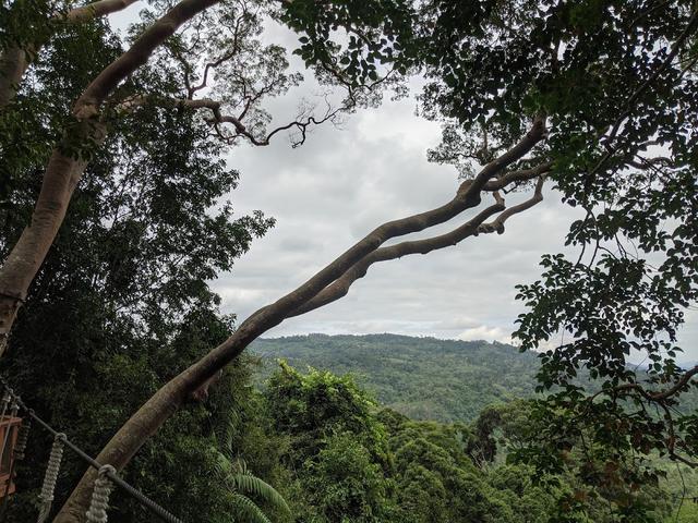 Photo of Pondok Manggas, Poring Treetop Canopy Walk - Kundasang, Sabah, Malaysia