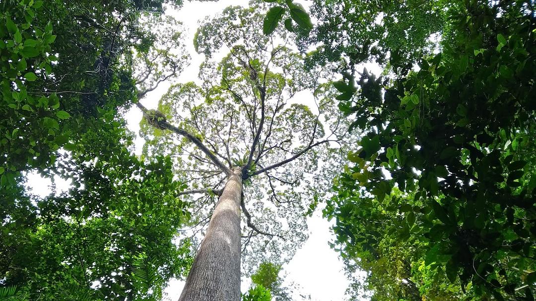 Photo of Pondok Manggas, Poring Treetop Canopy Walk - Kundasang, Sabah, Malaysia