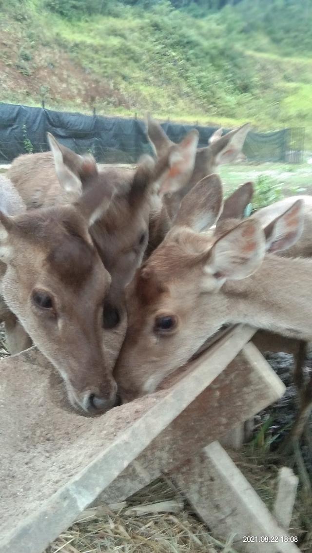 Photo of Payau Farm Ranau - Kundasang, Sabah, Malaysia