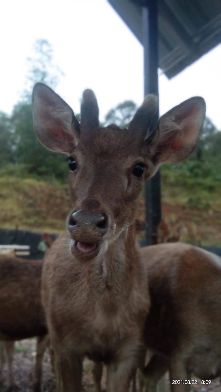 Photo of Payau Farm Ranau - Kundasang, Sabah, Malaysia
