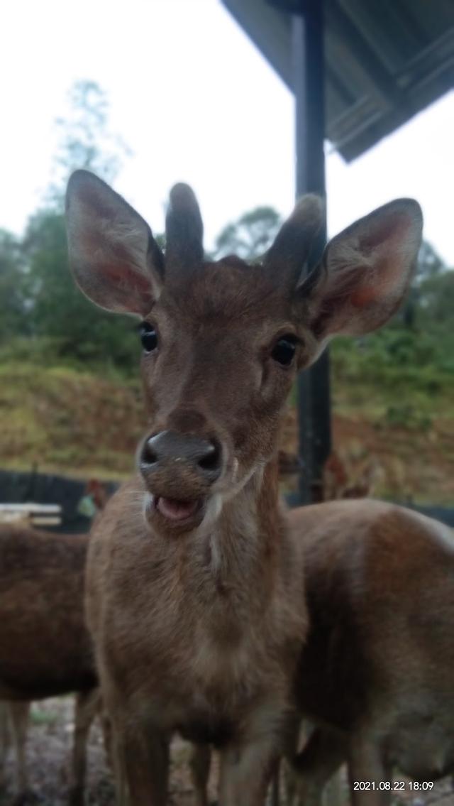 Photo of Payau Farm Ranau - Kundasang, Sabah, Malaysia