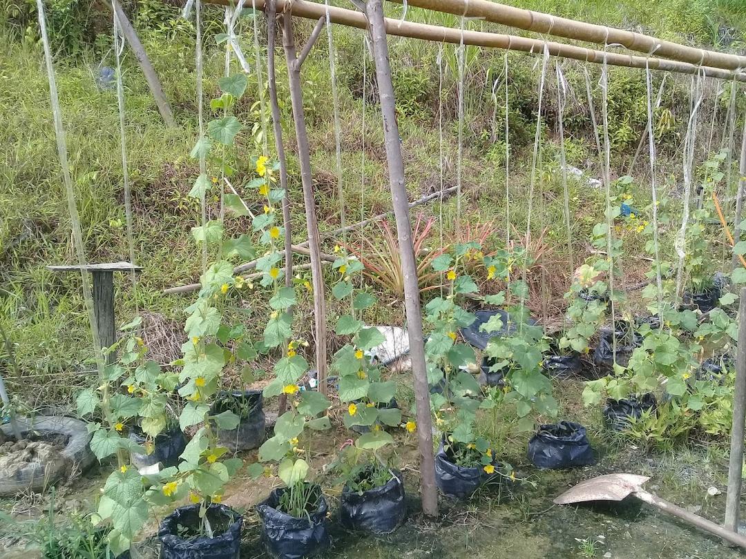 Photo of MZA Garden - Sandakan, Sabah, Malaysia