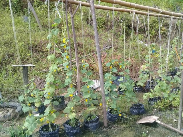 Photo of MZA Garden - Sandakan, Sabah, Malaysia