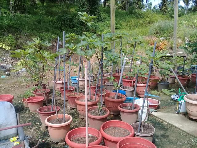 Photo of MZA Garden - Sandakan, Sabah, Malaysia