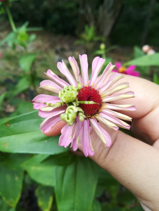 Photo of KG SOYOD - Kundasang, Sabah, Malaysia