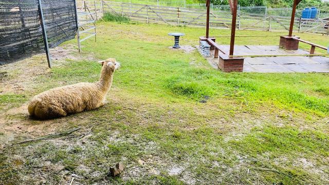 Photo of Alpaca Club - Kundasang, Sabah, Malaysia