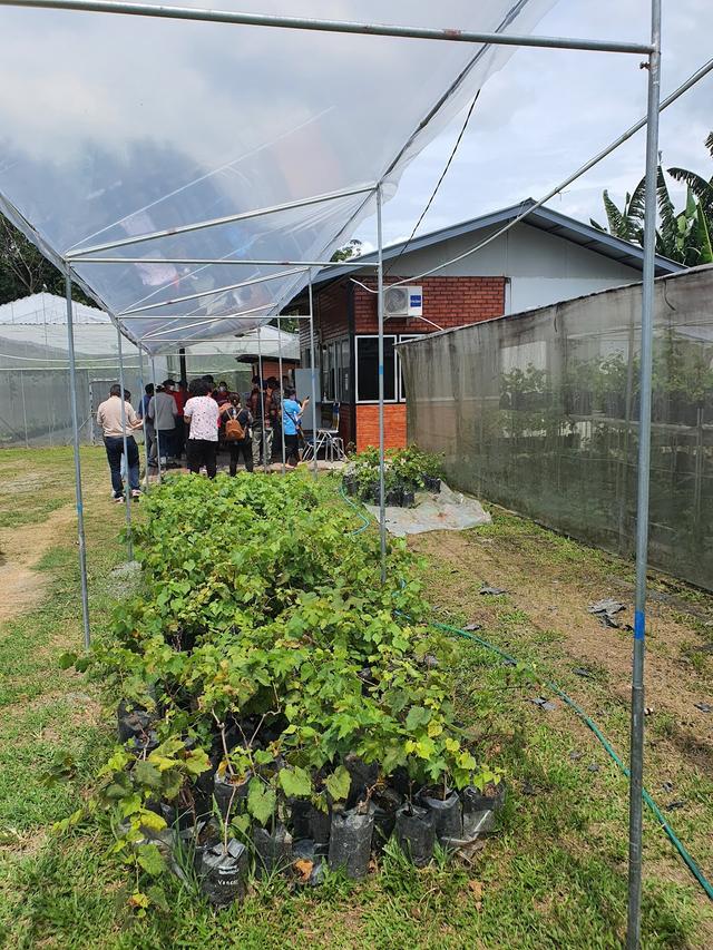 Photo of JonGrapevines & Figs Garden - Tuaran, Sabah, Malaysia