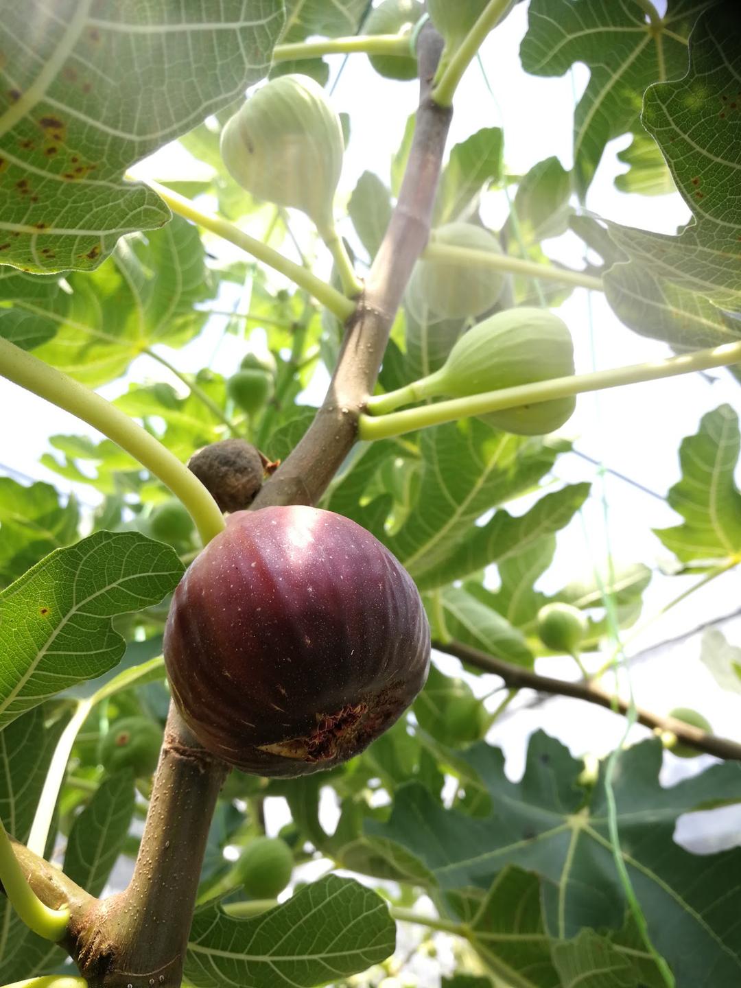 Photo of JonGrapevines & Figs Garden - Tuaran, Sabah, Malaysia