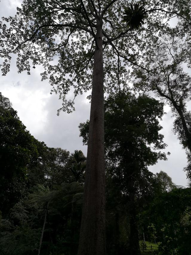 Photo of Etnobotani Garden - Kundasang, Sabah, Malaysia
