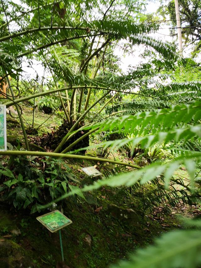Photo of Etnobotani Garden - Kundasang, Sabah, Malaysia