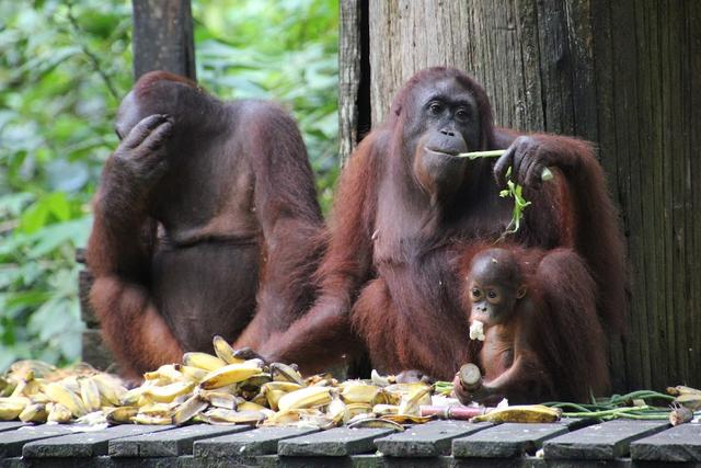 Photo of Sepilok Orangutan Rehabilitation Centre, Sandakan, Sabah.\ - Sandakan, Sabah, Malaysia
