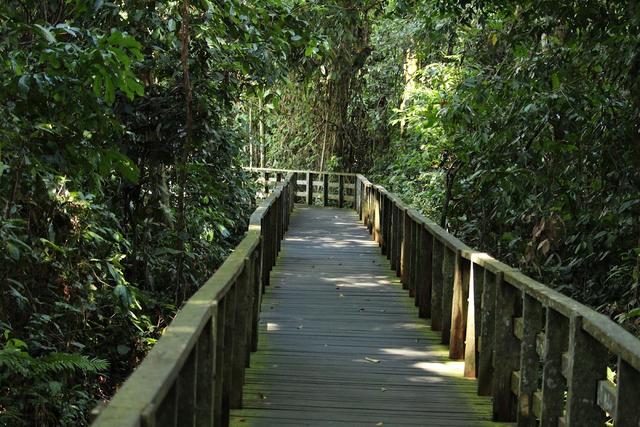 Photo of Sepilok Orangutan Rehabilitation Centre, Sandakan, Sabah.\ - Sandakan, Sabah, Malaysia