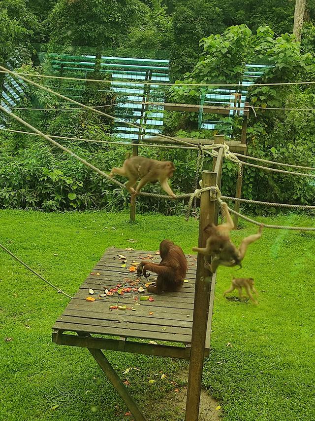 Photo of Sepilok Orangutan Rehabilitation Centre, Sandakan, Sabah.\ - Sandakan, Sabah, Malaysia