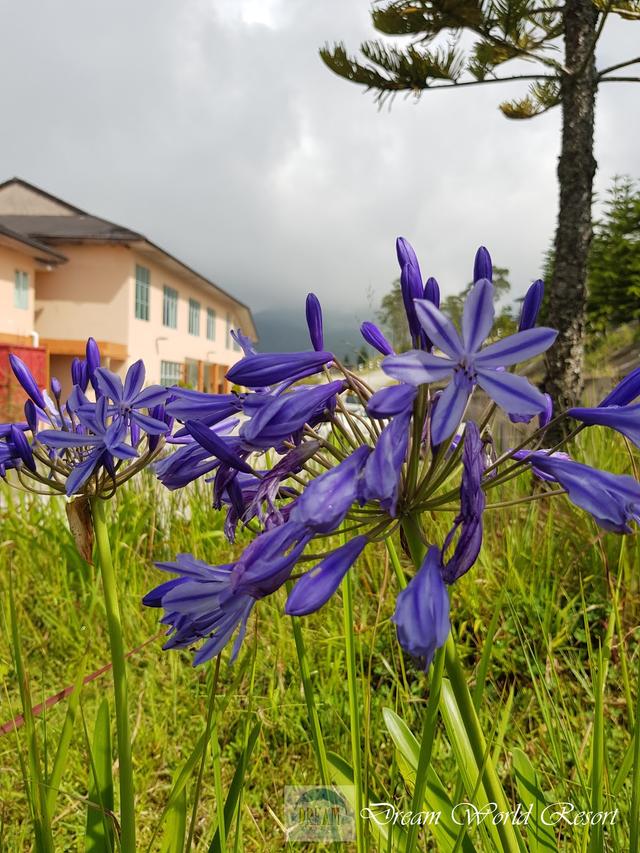 Photo of Dream World Resort - Kundasang, Sabah, Malaysia