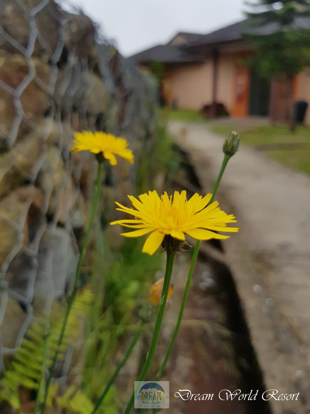 Photo of Dream World Resort - Kundasang, Sabah, Malaysia
