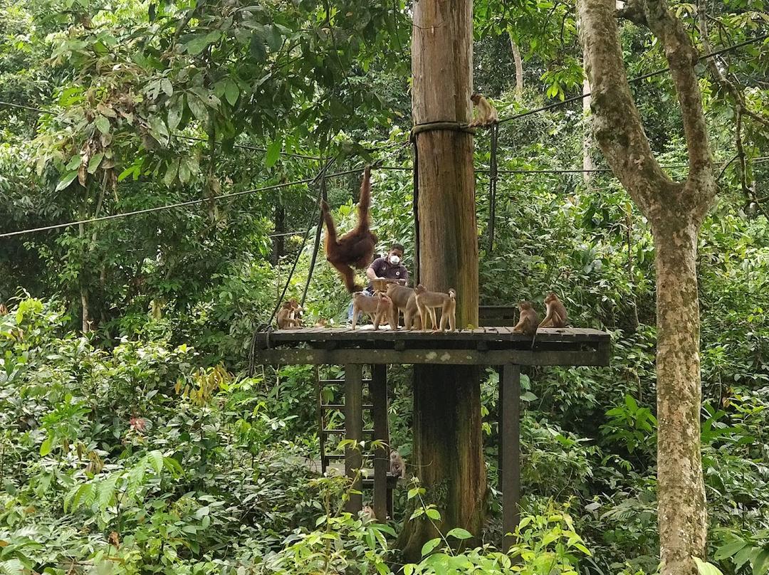 Photo of Kabili-Sepilok Forest Reserve - Sandakan, Sabah, Malaysia