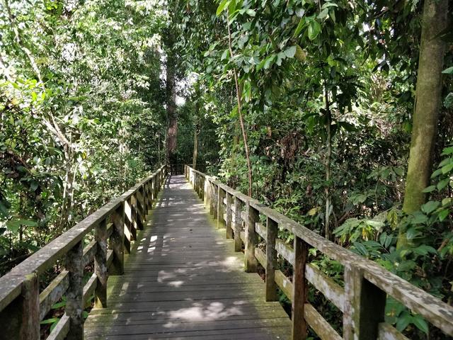 Photo of Kabili-Sepilok Forest Reserve - Sandakan, Sabah, Malaysia