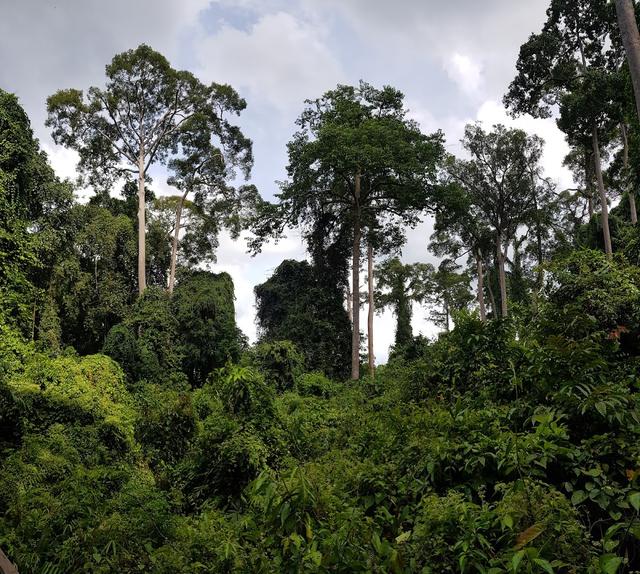 Photo of Kabili-Sepilok Forest Reserve - Sandakan, Sabah, Malaysia