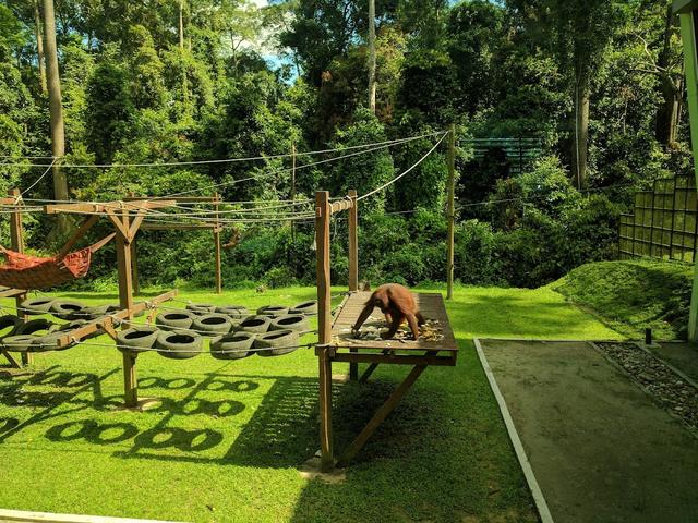 Photo of Kabili-Sepilok Forest Reserve - Sandakan, Sabah, Malaysia