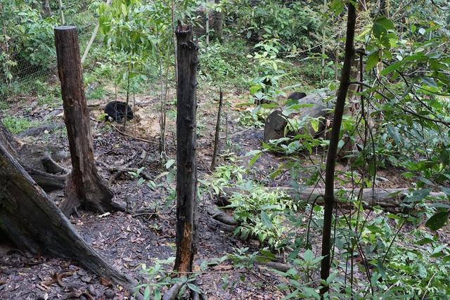 Photo of Bornean Sun Bear Conservation Centre (BSBCC) - Sandakan, Sabah, Malaysia