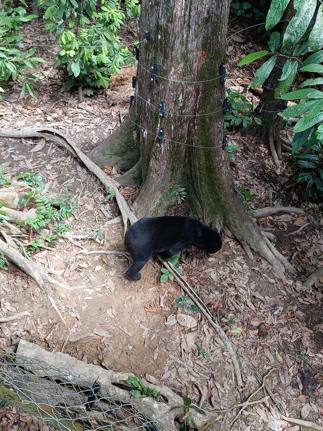 Photo of Bornean Sun Bear Conservation Centre (BSBCC) - Sandakan, Sabah, Malaysia