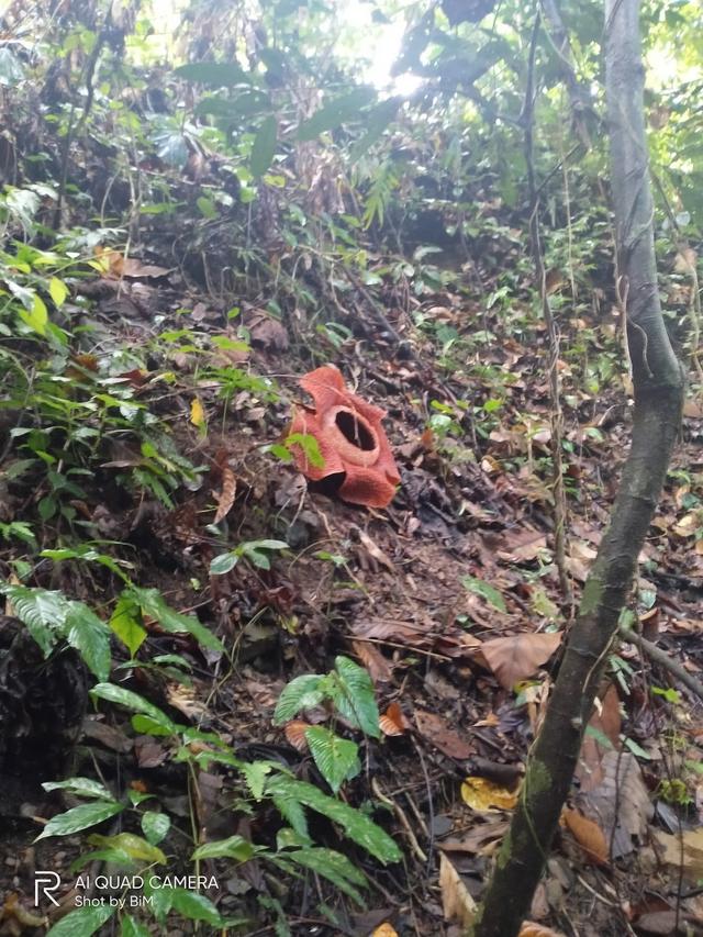 Photo of Tangkol Rafflesia Blooming Ranau - Kundasang, Sabah, Malaysia