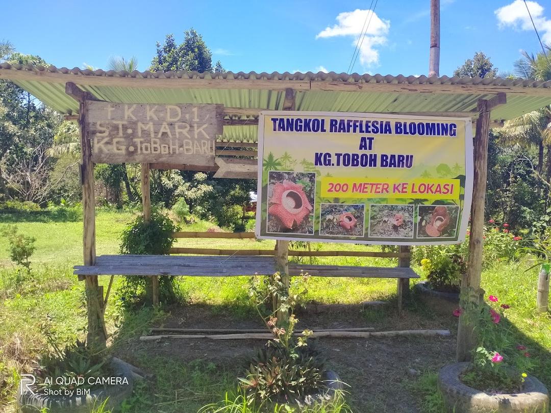 Photo of Tangkol Rafflesia Blooming Ranau - Kundasang, Sabah, Malaysia