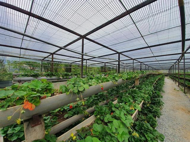 Photo of Mesilau Strawberry Farm - Kundasang, Sabah, Malaysia