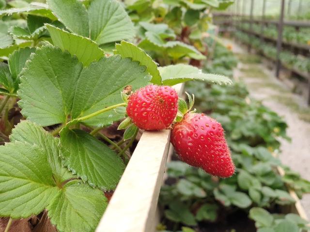 Photo of Mesilau Strawberry Farm - Kundasang, Sabah, Malaysia