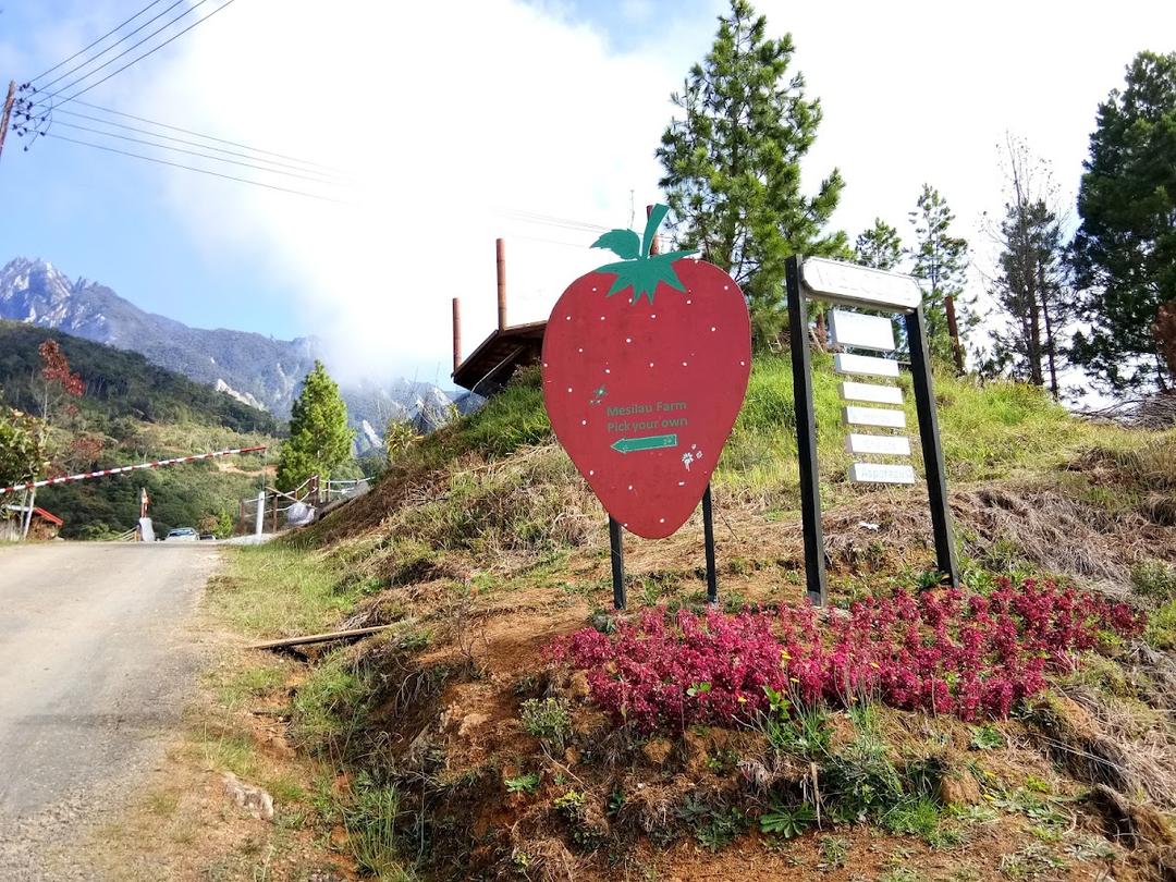 Photo of Mesilau Strawberry Farm - Kundasang, Sabah, Malaysia