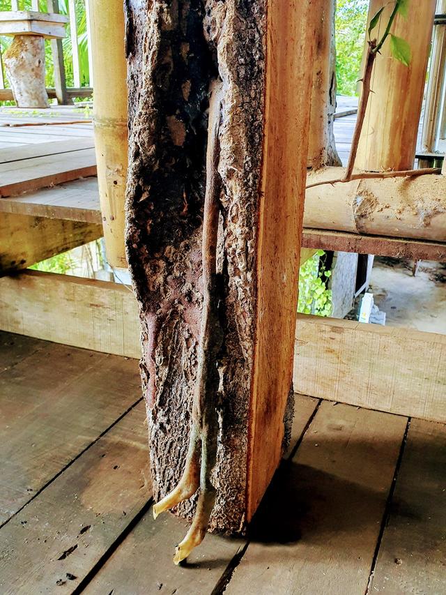 Photo of Borneo Eco House - Tuaran, Sabah, Malaysia