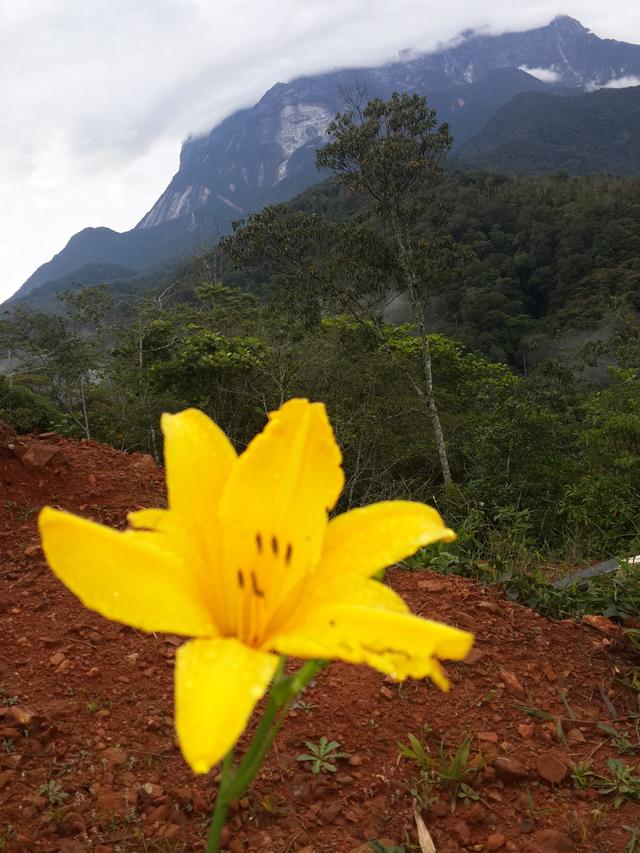 Photo of Nikgold Garden, Kundasang, Sabah. - Kundasang, Sabah, Malaysia